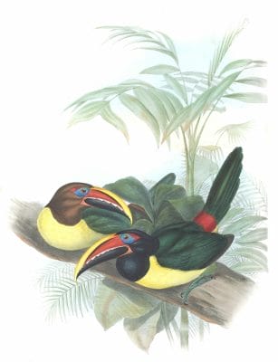 Green-Aracari-Pteroglossus-Viridis