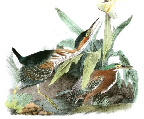 Green Heron Bird Vintage Illustrations
