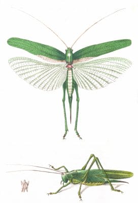 Green-Locust-Vintage-Illustration