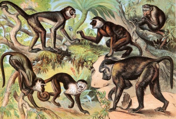 Green Monkey Spider Monkey Sapajou Baboon and Macacus Vintage Illustrations