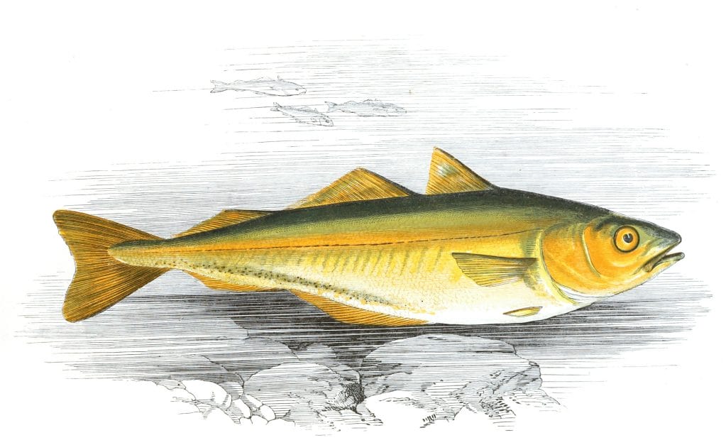 Green Pollack Fish Vintage Illustration