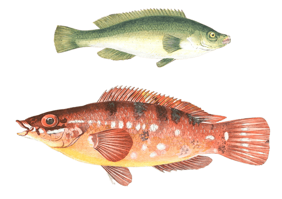 Green Wrass And Comber Wrass Fish Vintage Illustration