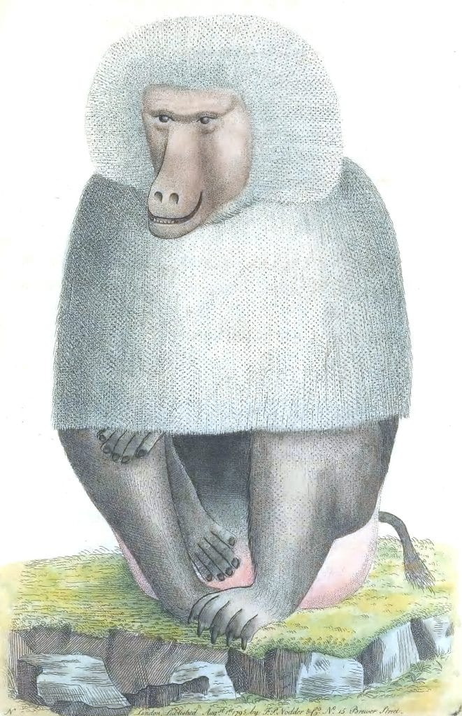 Grey-Baboon-Vintage-Illustration