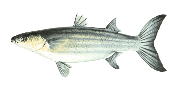 Grey Mullet Fish Vintage Illustration