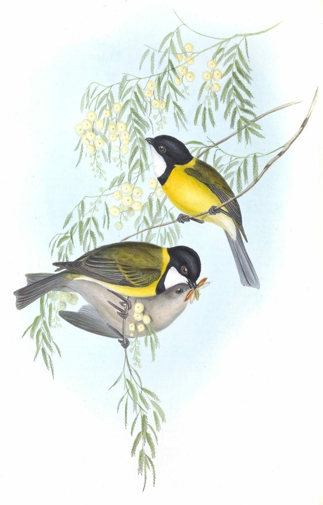 Grey Tail Pachycephala Bird Vintage Illustrations