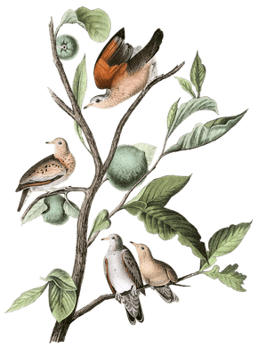 Ground Dove Bird Vintage Illustrations