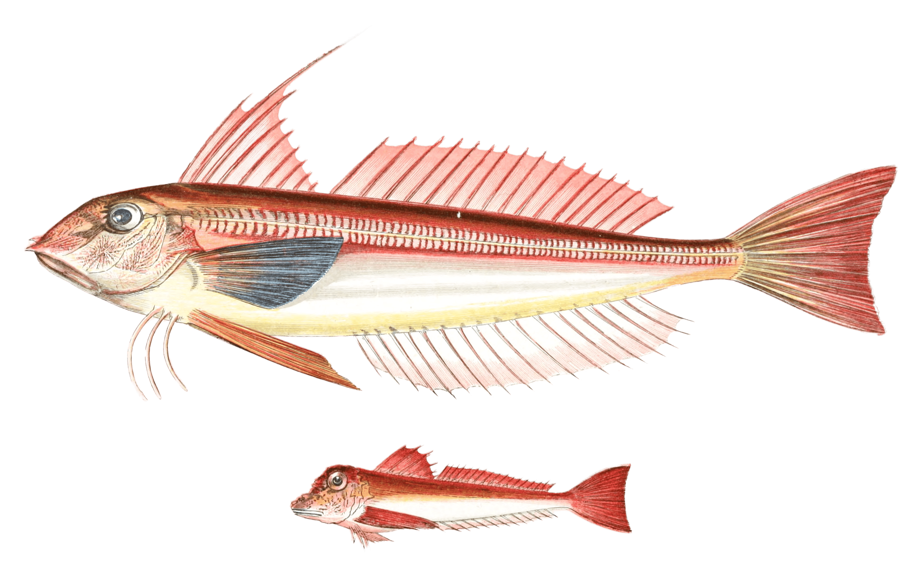 Gurnard Fish 2 Vintage Illustration