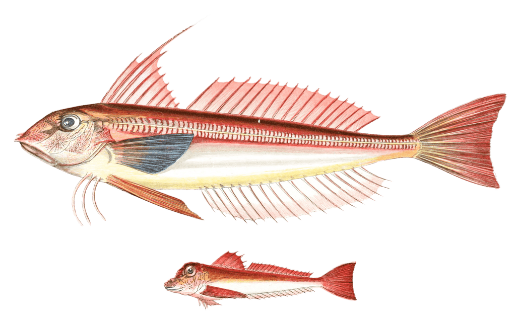 Gurnard Fish 2 Vintage Illustration