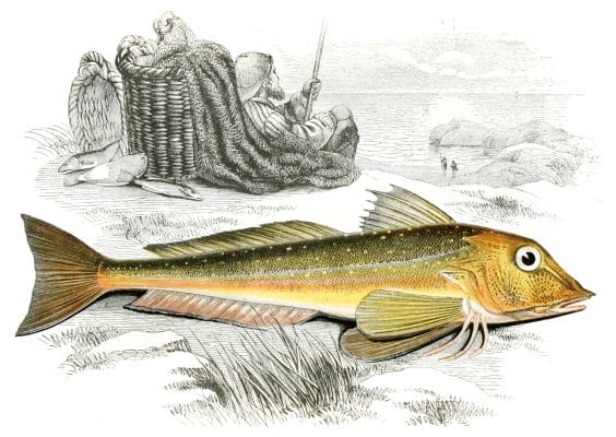 Gurnard Fish Vintage Illustration