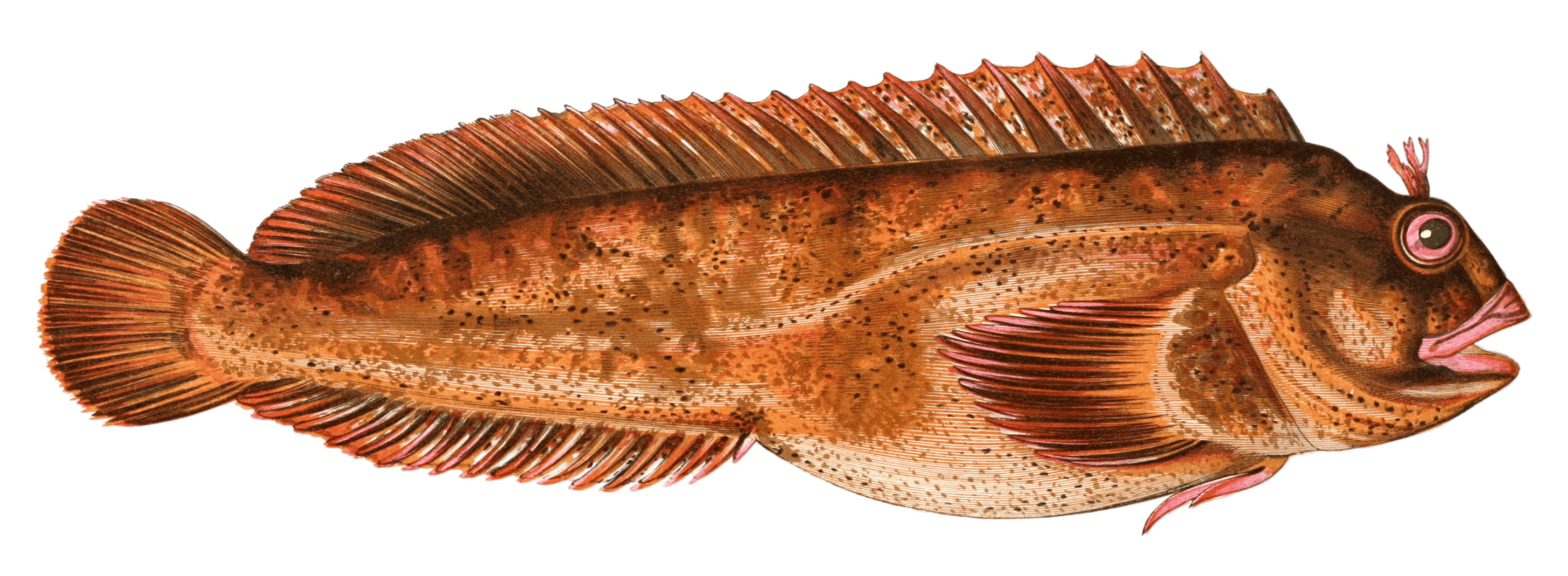 Guttorugine Fish Vintage Illustration