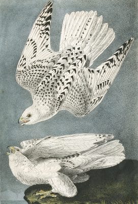 Gyr Halcon Bird Vintage Illustrations