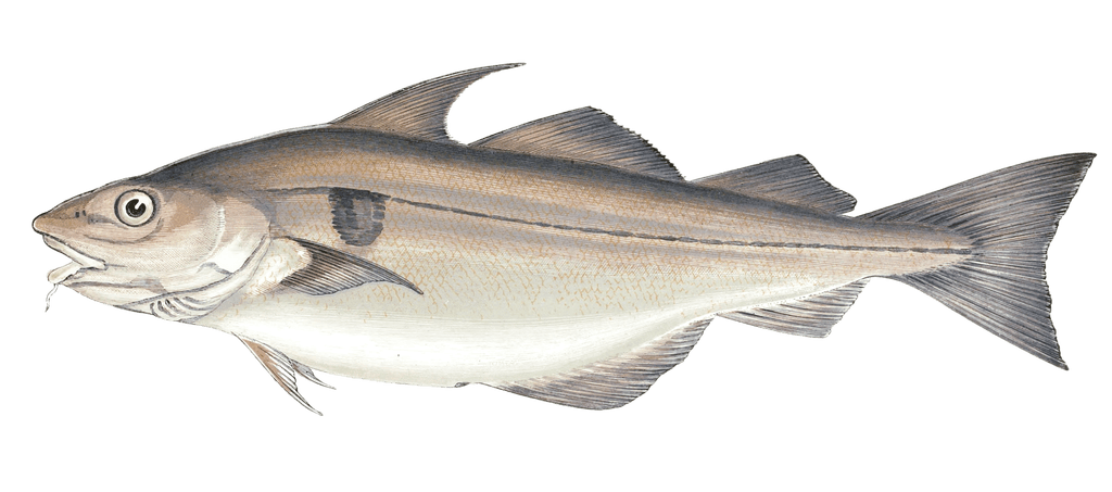Haddock Fish Vintage Illustration