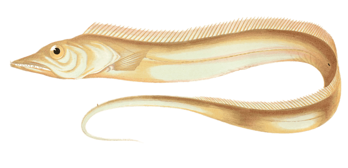 Hairtail Fish Vintage Illustration