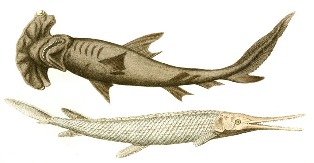 Hammerhead Shark. Bony sacled Pike Fish Vintage Illustration