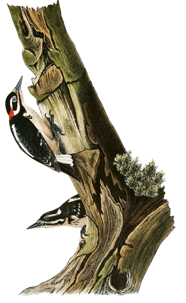 Hariis Woodpecker Bird Vintage Illustrations