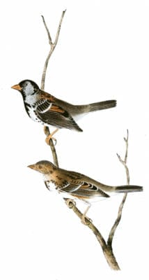 Harris Finch Bird Vintage Illustrations