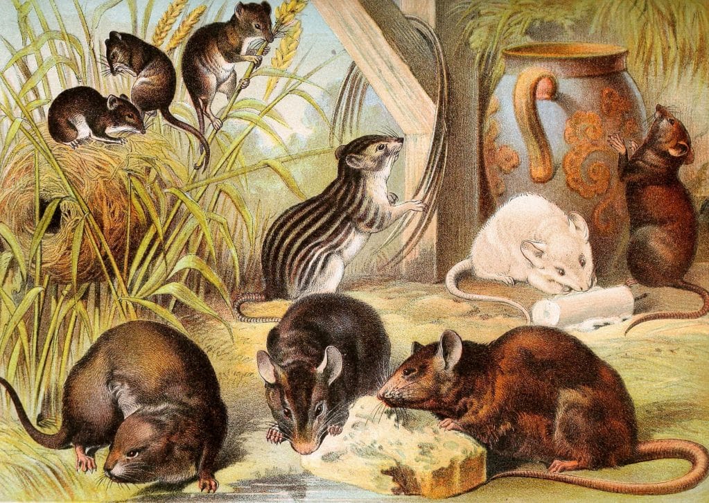 Harvest Mice Barbary Mouse Common Mice Water Rat Common Rats Vintage Illustrations