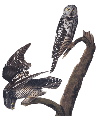 Hawk Owl Bird Vintage Illustrations