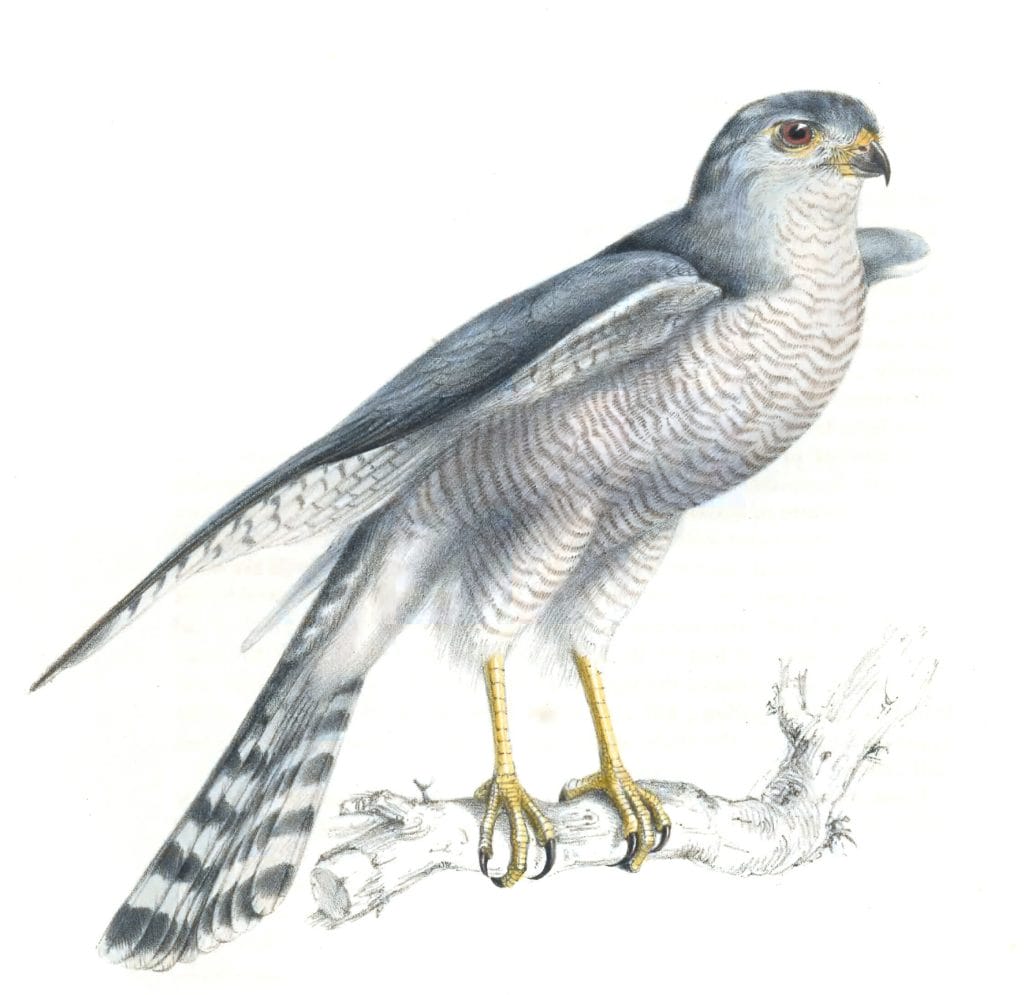 Hawk accipiter polyzoides copy