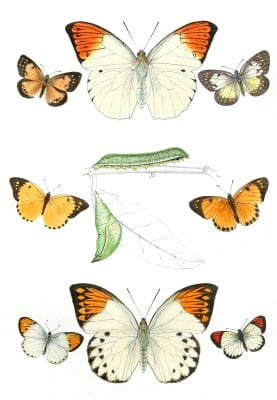 Hebomoia-Glaucippe-Idmais-modesta-Idmais-tripuncta-Callosune-Eucharis-Callosune-limbata-.