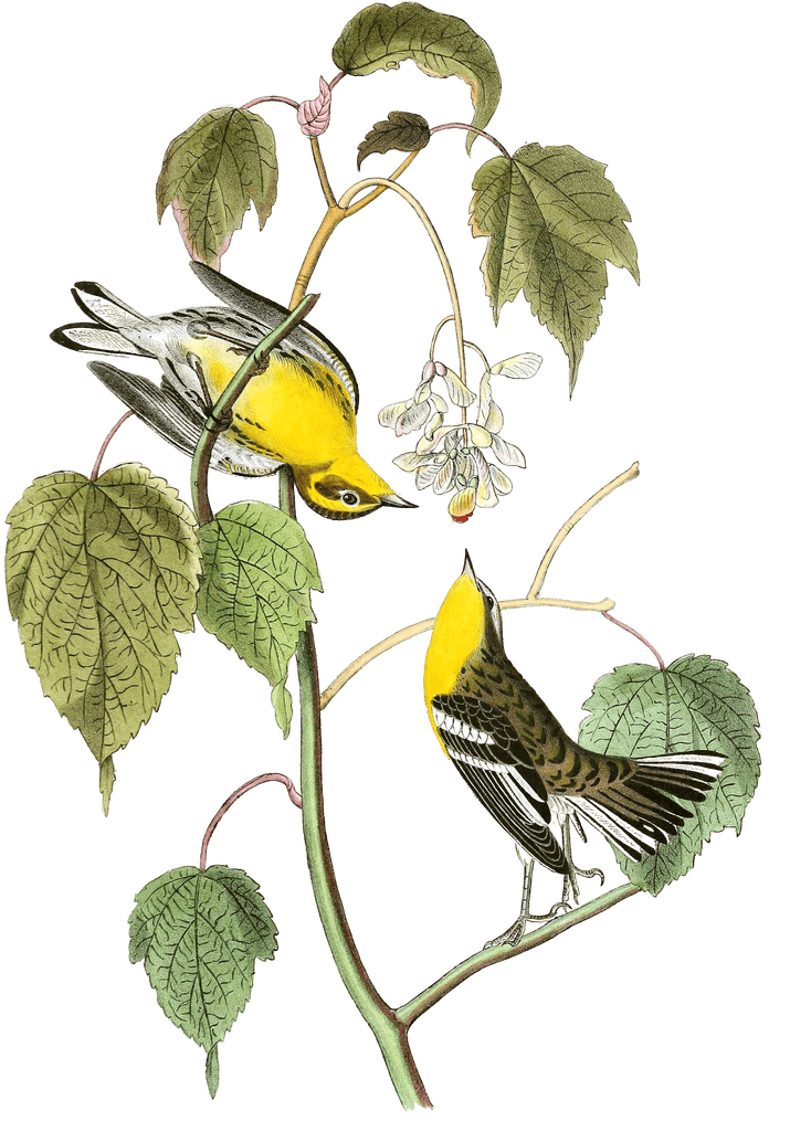Hemlock Warbler Bird Vintage Illustrations