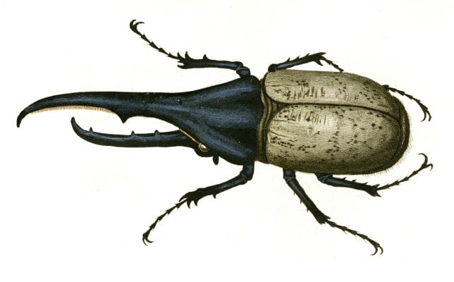 Hercules Beetle Vintage Illustration
