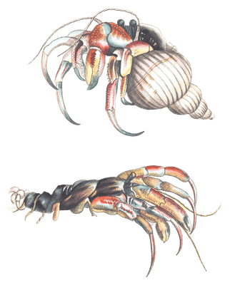 Hermit Crab Vintage Illustration