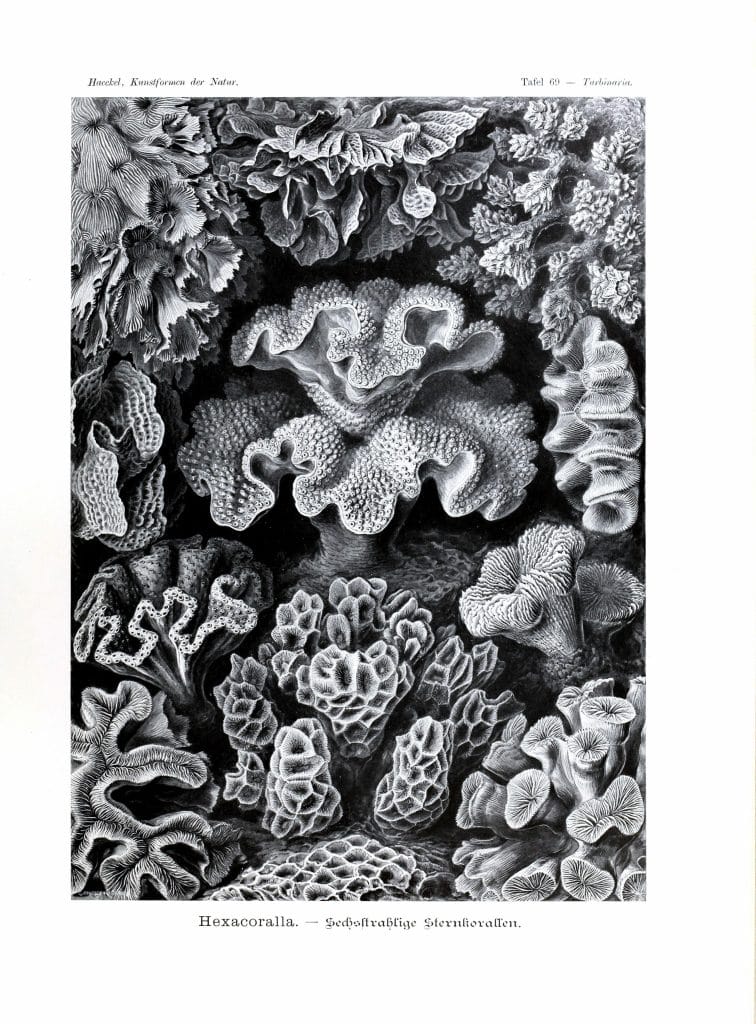 Hexacoralla Ernst Haeckel Coral Illustrations
