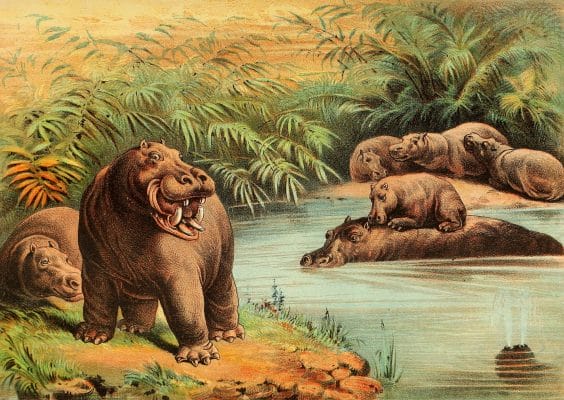 Hippopotamus Vintage Illustrations
