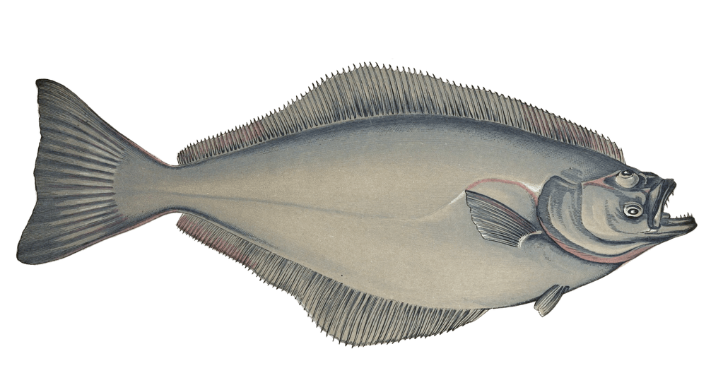 Hollbut Fish Vintage Illustration