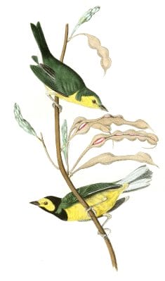 Hooded Flycatching Warbler Bird Vintage Illustrations