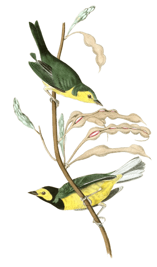 Hooded Flycatching Warbler Bird Vintage Illustrations