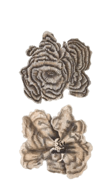 Hooded Madrepore Vintage Coral Illustration