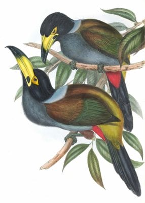 Hooded-mountain-toucan-Andigena-Cucullatus