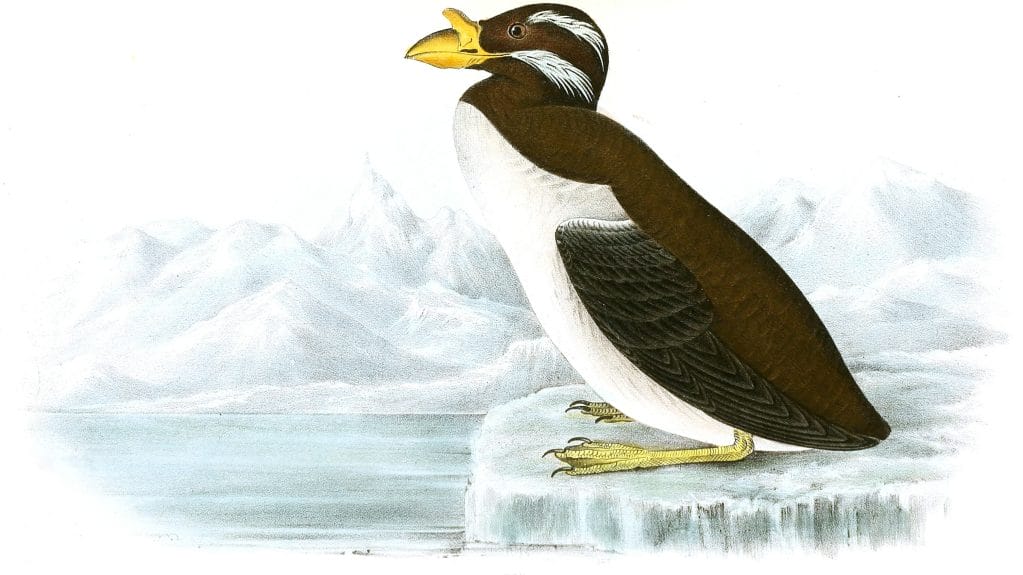 Horned Billed Guillemot Bird Vintage Illustrations