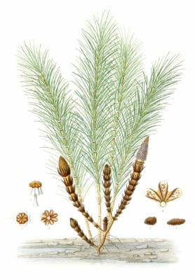 Horsetails-Prele