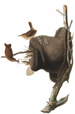 House Wren Bird Vintage Illustrations