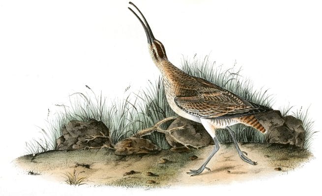 Hudsonian Curlew Bird Vintage Illustrations
