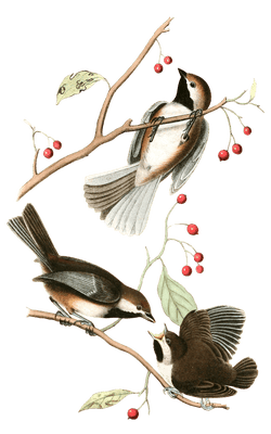 Hudsons Bay Titmouse Bird Vintage Illustrations
