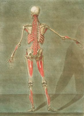 Human Anatomy Of Skeleton Standing Rear Vintage Anatomy Illustrations