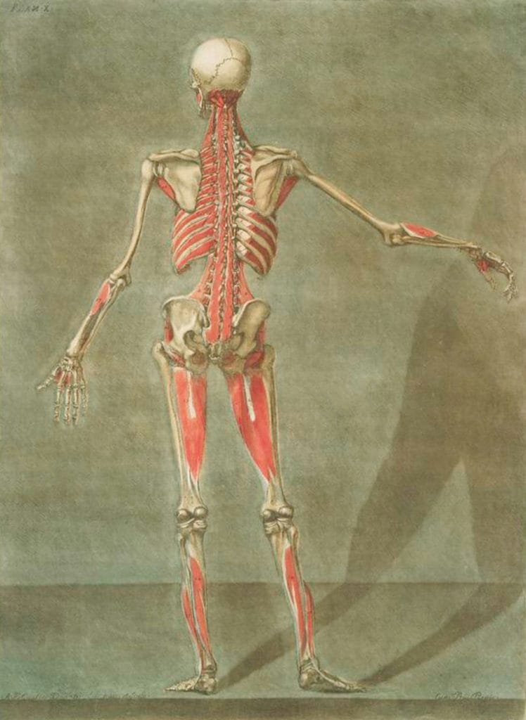 Human Anatomy Of Skeleton Standing Rear Vintage Anatomy Illustrations