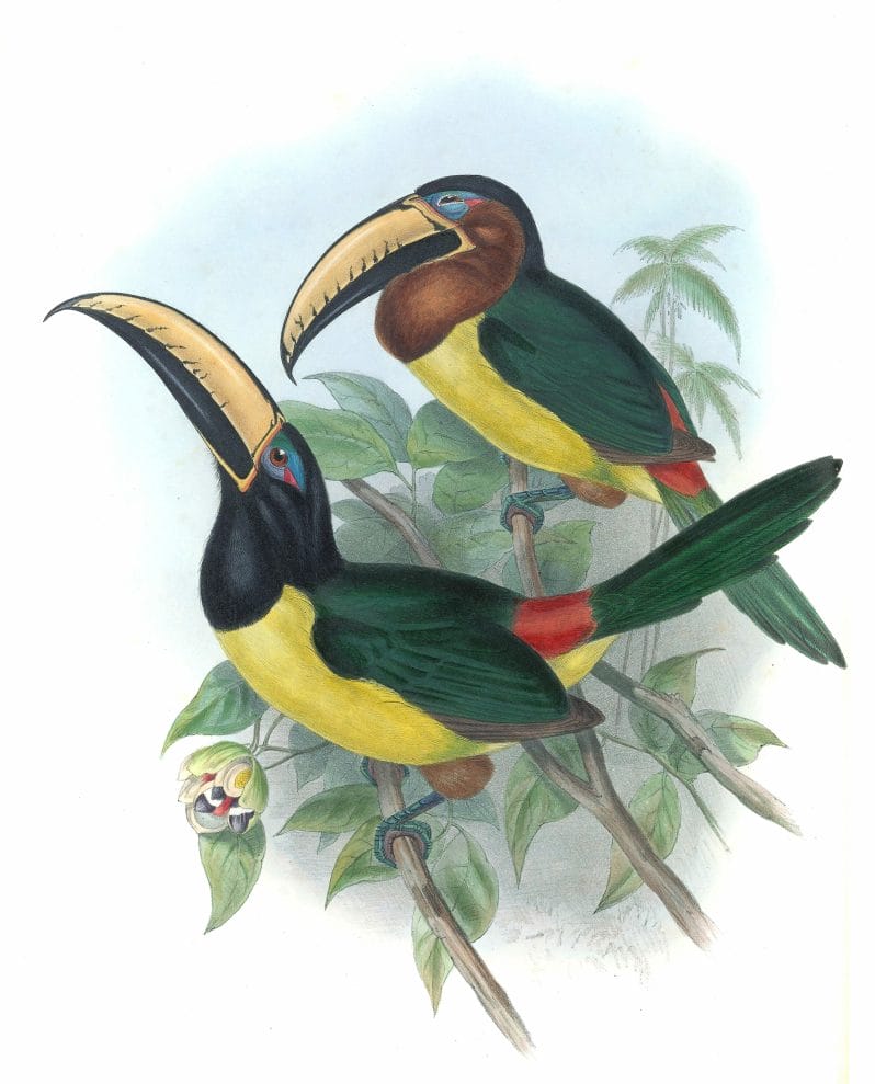 Humboldts-Aracari-Toucan-Pteroglossus-Humboldti