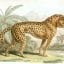 Hunting Leopard Vintage Illustration