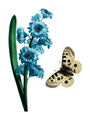 Hyacinth Or Jacinthe With A Apollo Butterfly Hovering Vintage Flower Illustration