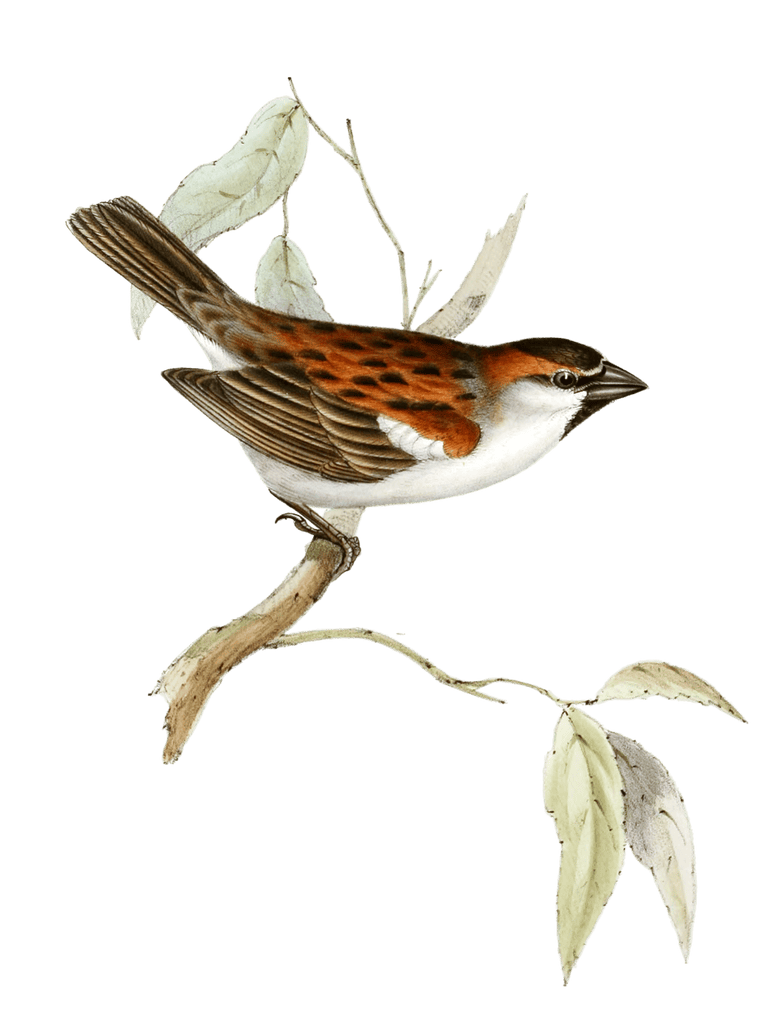 Iago sparrow pafser jagoensis