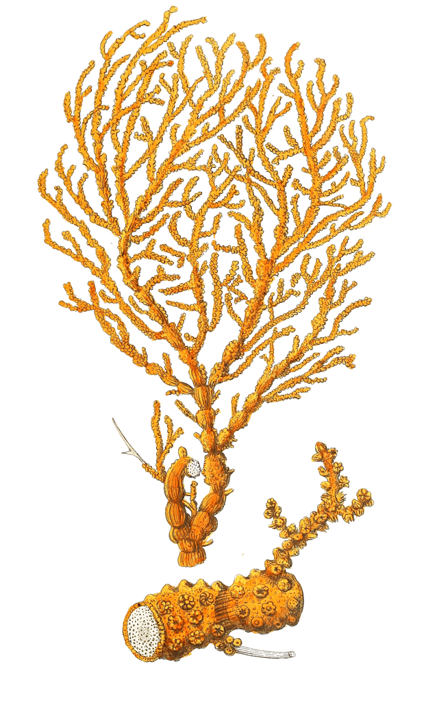 Ifis Aurantia Vintage Coral Illustration