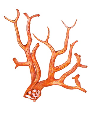 Ifis Nobilis Vintage Coral Illustration