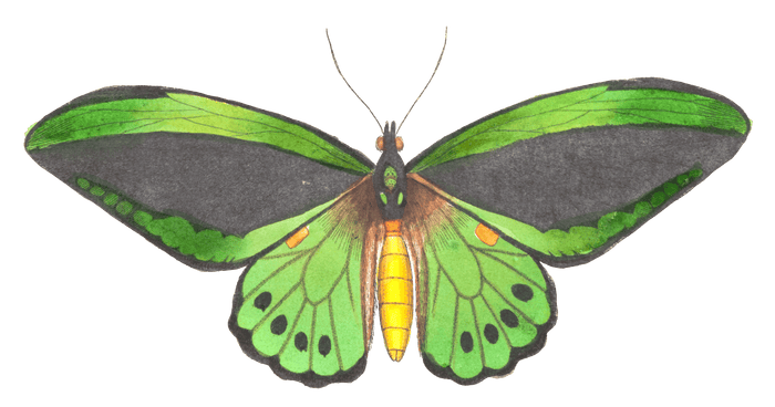 Imperial Trojan Butterfly Vintage Illustration