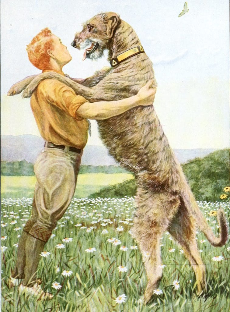 Irish Wolfhound dogs Vintage Illustrations