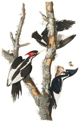 Ivory Billed Woodpecker Bird Vintage Illustrations